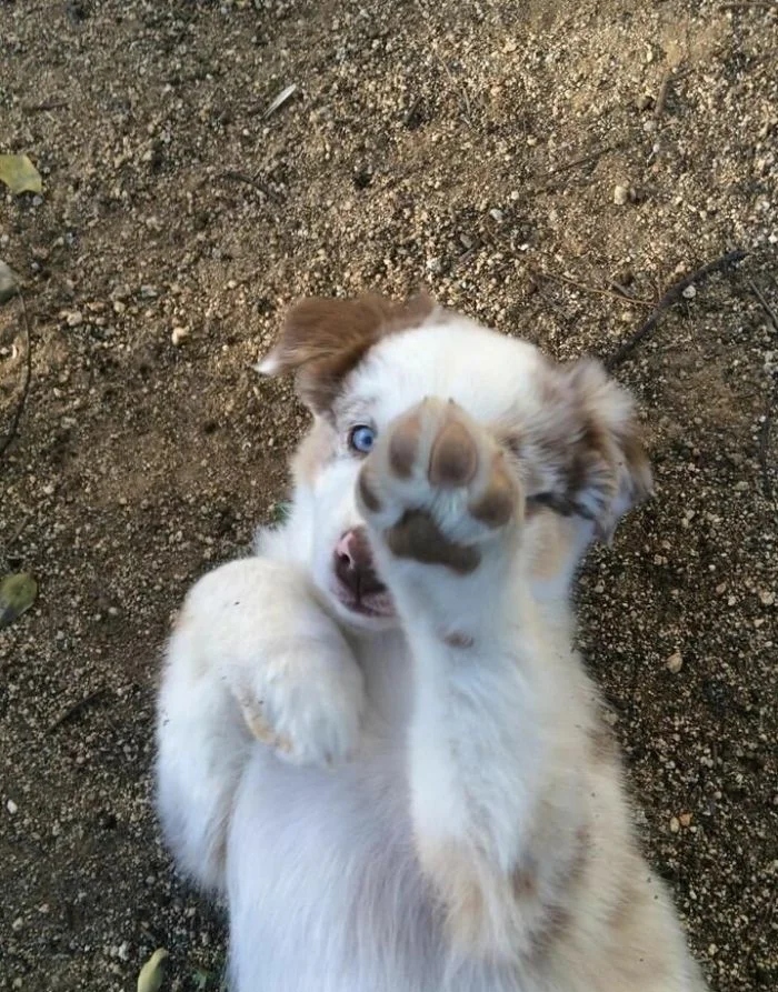 Funny Animals (23 pics) Funny Animals (23 pics)