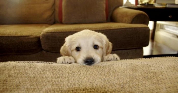 Funny Animals (23 pics) Funny Animals (23 pics)