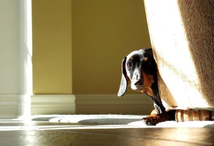 Funny Animals (23 pics) Funny Animals (23 pics)