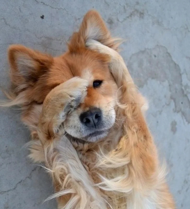 Funny Animals (23 pics) Funny Animals (23 pics)