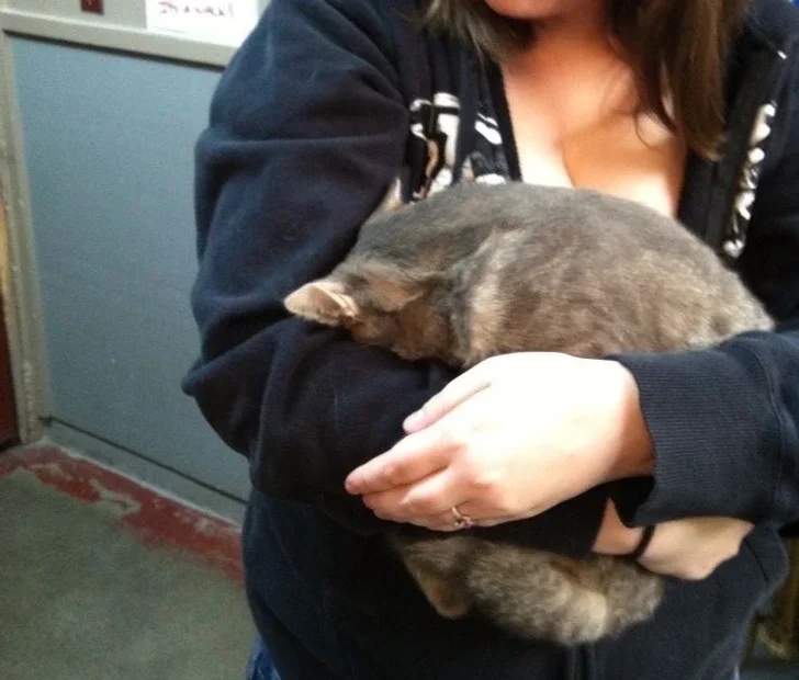 Funny Animals (23 pics) Funny Animals (23 pics)