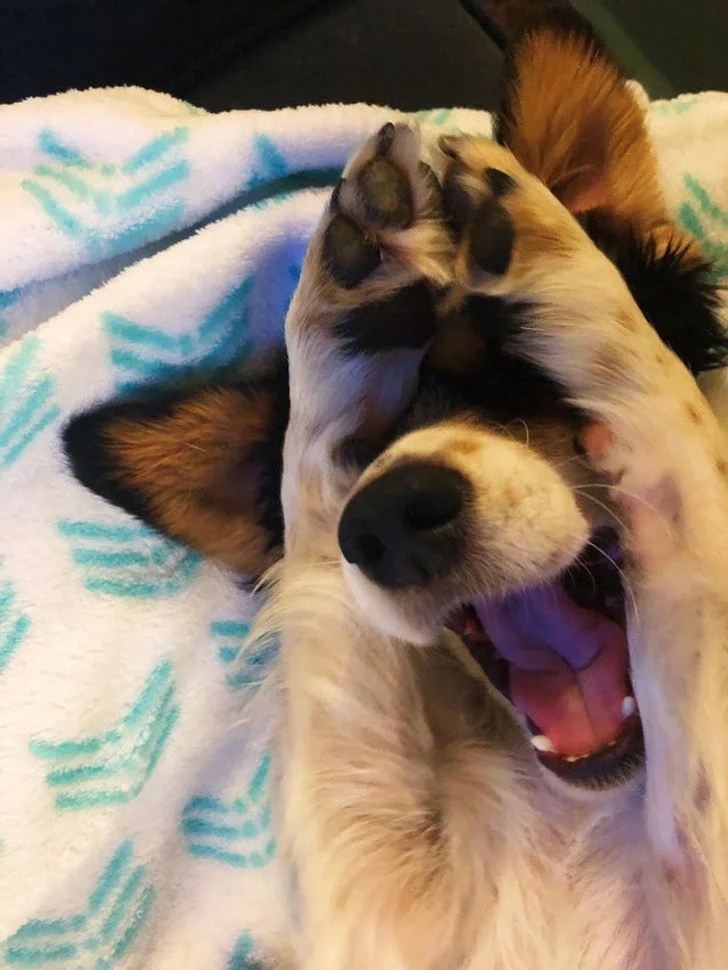 Funny Animals (23 pics) Funny Animals (23 pics)