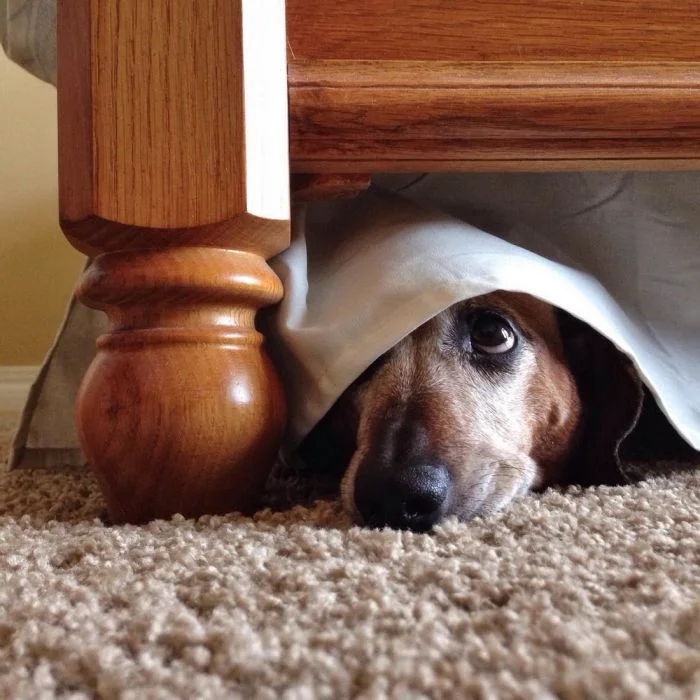 Funny Animals (23 pics) Funny Animals (23 pics)