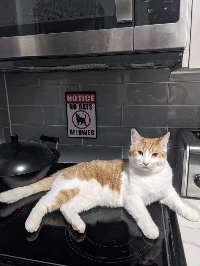 They Don't Care About The Rules (15 pics) They Don't Care About The Rules (15 pics)