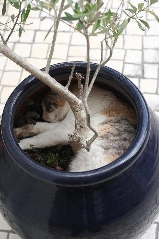 They Can Sleep Anywhere (20 pics)