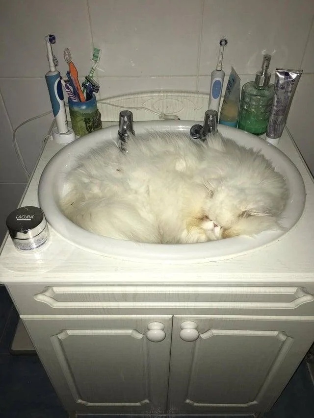 They Can Sleep Anywhere (20 pics)