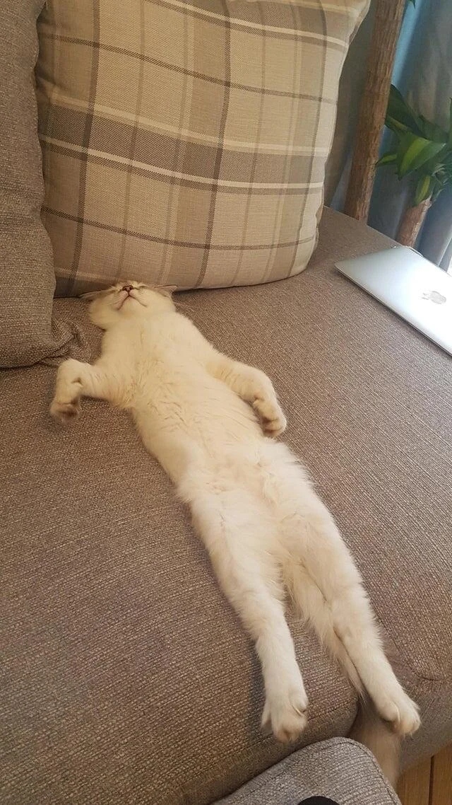 They Can Sleep Anywhere (20 pics)