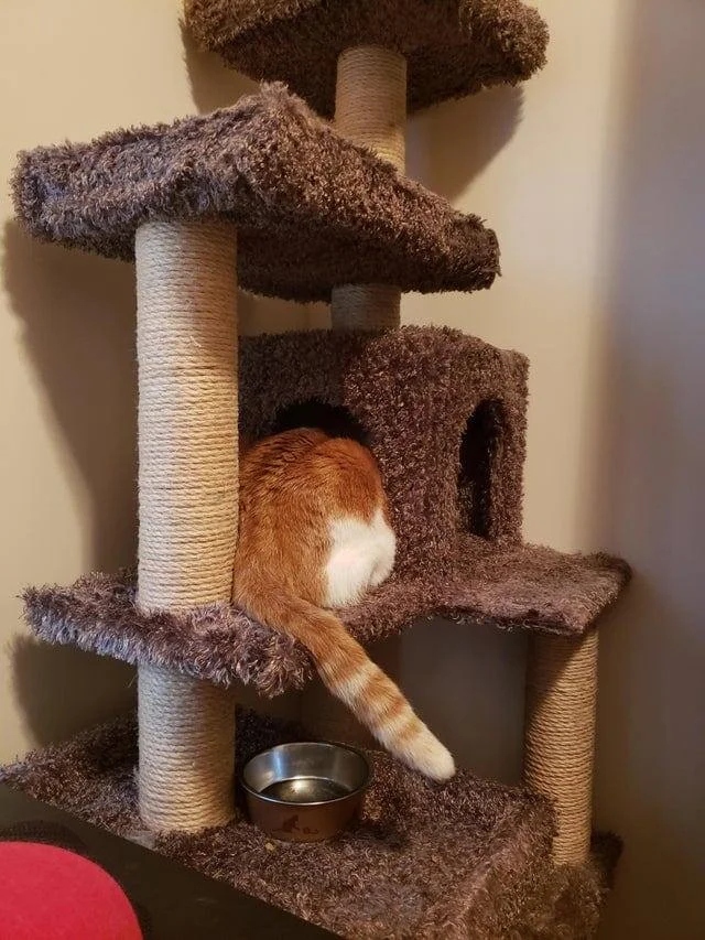 They Can Sleep Anywhere (20 pics)