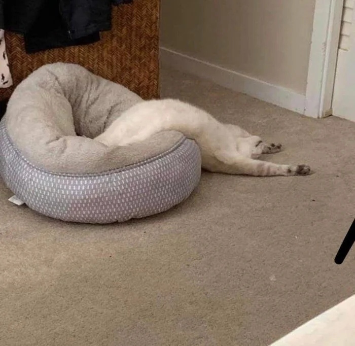 They Can Sleep Anywhere (20 pics)