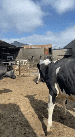 Acid GIFs, March 3 (25 gifs) Acid GIFs, March 3 (25 gifs)