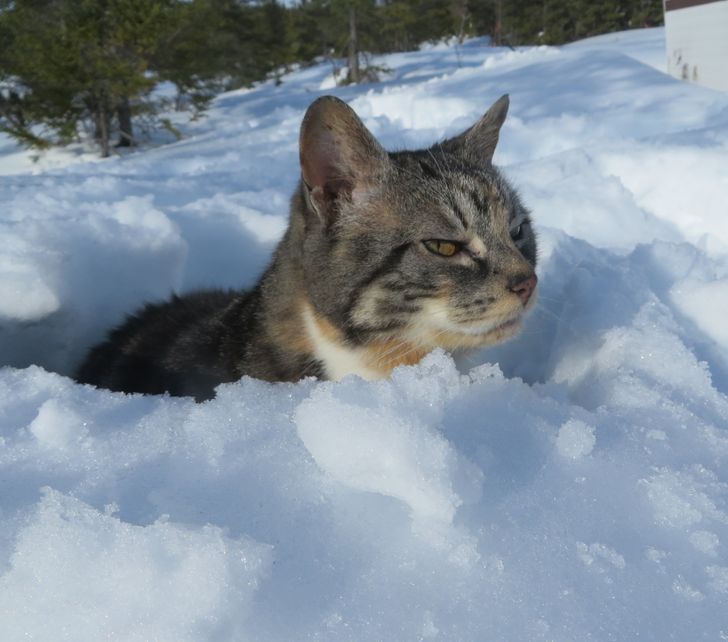 They Don't Like Winter (19 pics)