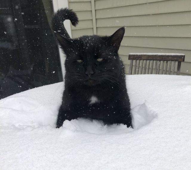 They Don't Like Winter (19 pics)