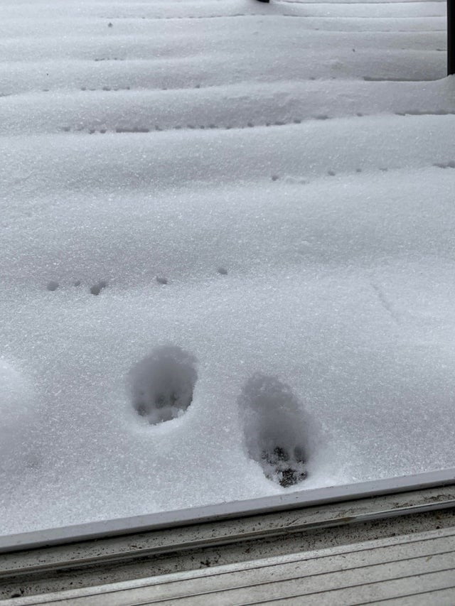 They Don't Like Winter (19 pics)