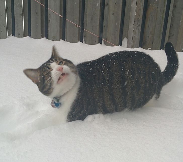 They Don't Like Winter (19 pics)