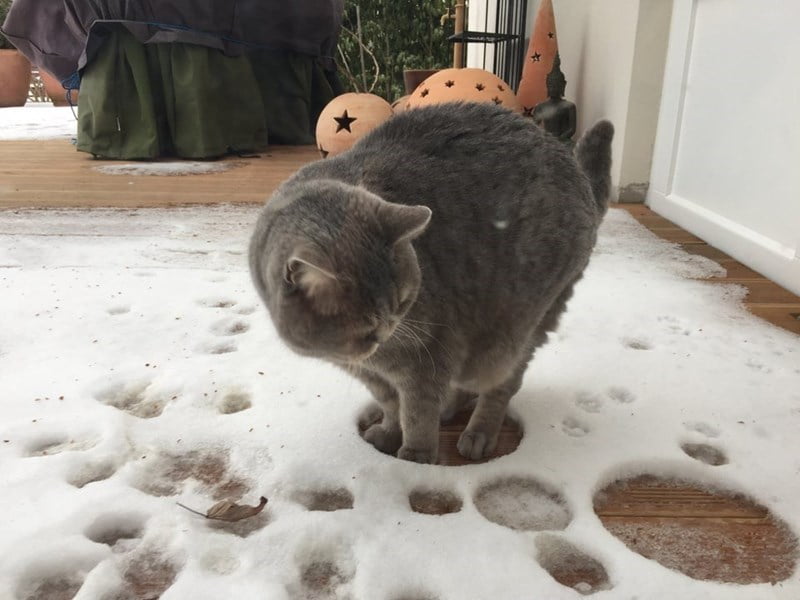 They Don't Like Winter (19 pics)