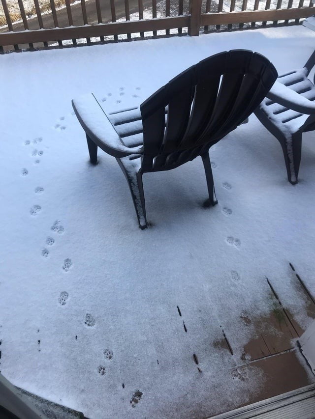 They Don't Like Winter (19 pics)