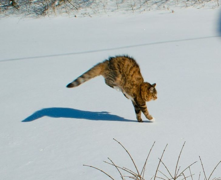 They Don't Like Winter (19 pics)