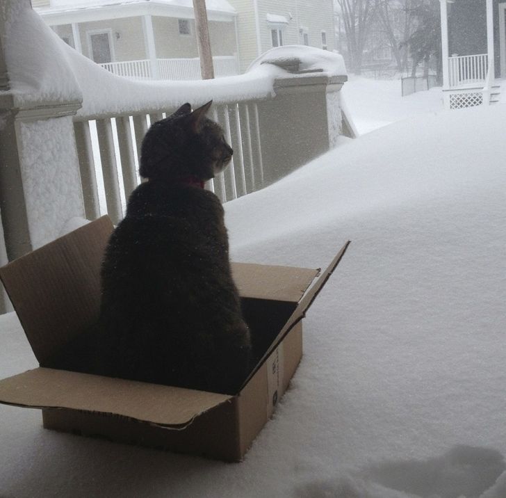 They Don't Like Winter (19 pics)