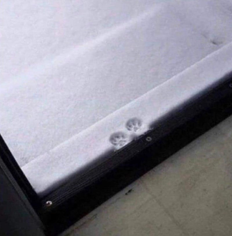 They Don't Like Winter (19 pics)