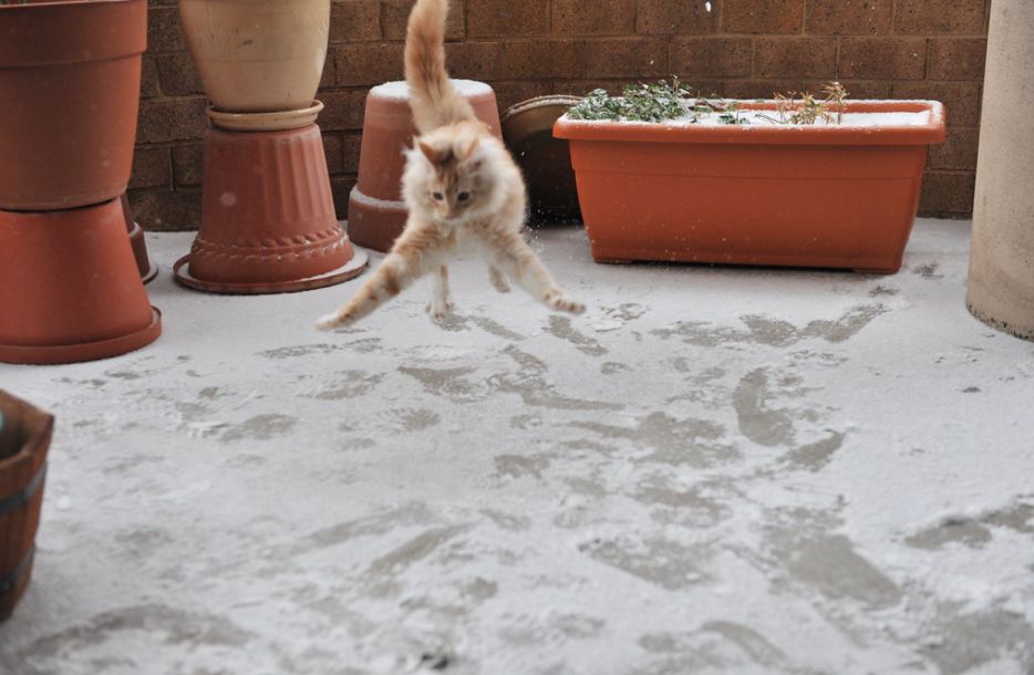 They Don't Like Winter (19 pics)
