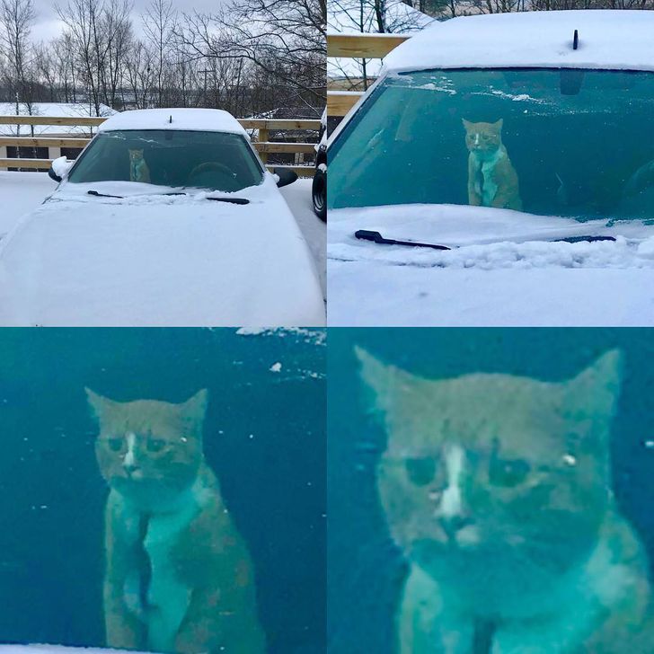 They Don't Like Winter (19 pics)