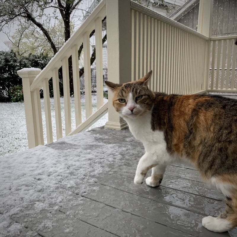 They Don't Like Winter (19 pics)