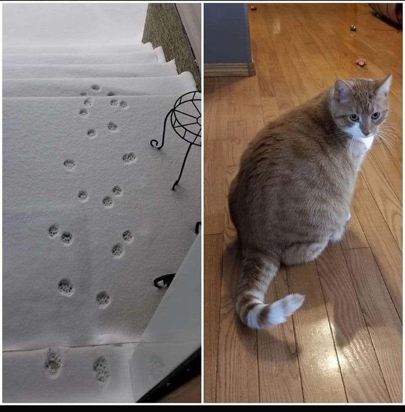 They Don't Like Winter (19 pics)