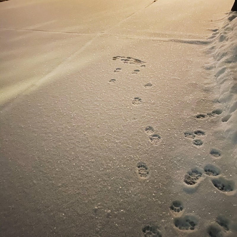 They Don't Like Winter (19 pics)
