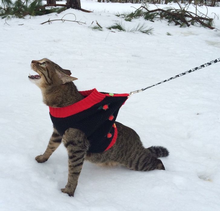 They Don't Like Winter (19 pics)
