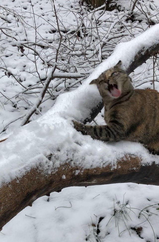 They Don't Like Winter (19 pics)