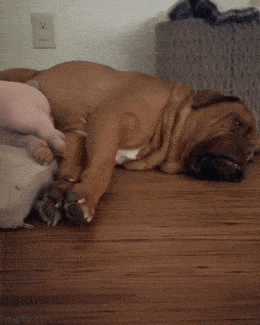 Acid GIFs, March 5 (25 gifs)