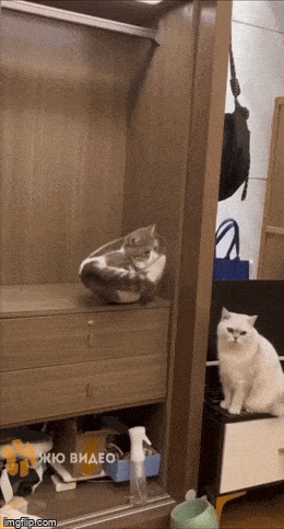 Acid GIFs, March 5 (25 gifs)