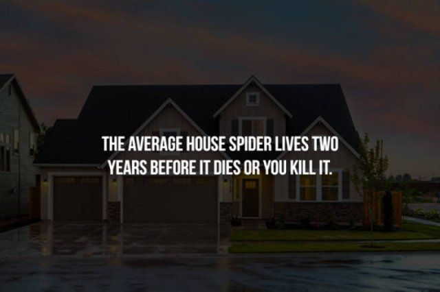 Creepy Facts (17 pics)
