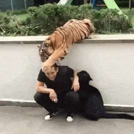 Acid GIFs, March 11 (25 gifs)