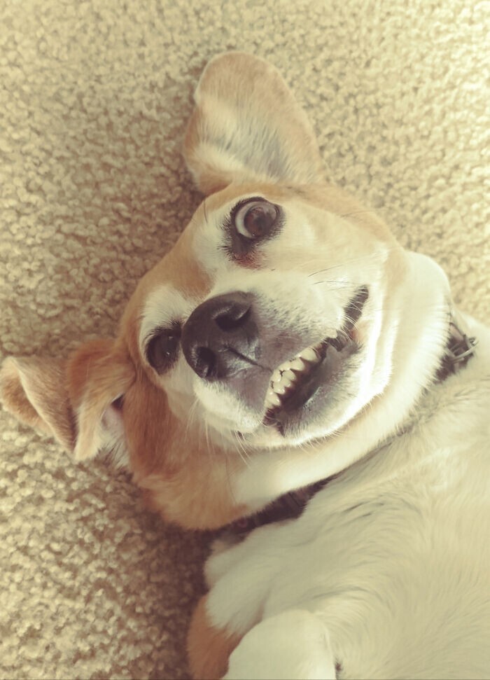 Funny Pets (23 pics)