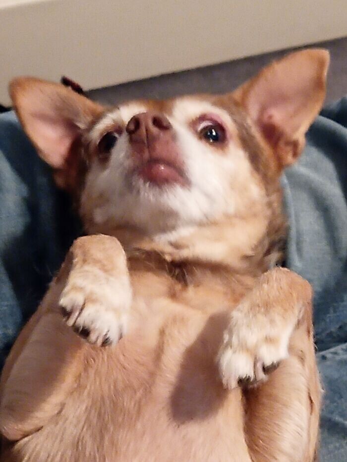 Funny Pets (23 pics)