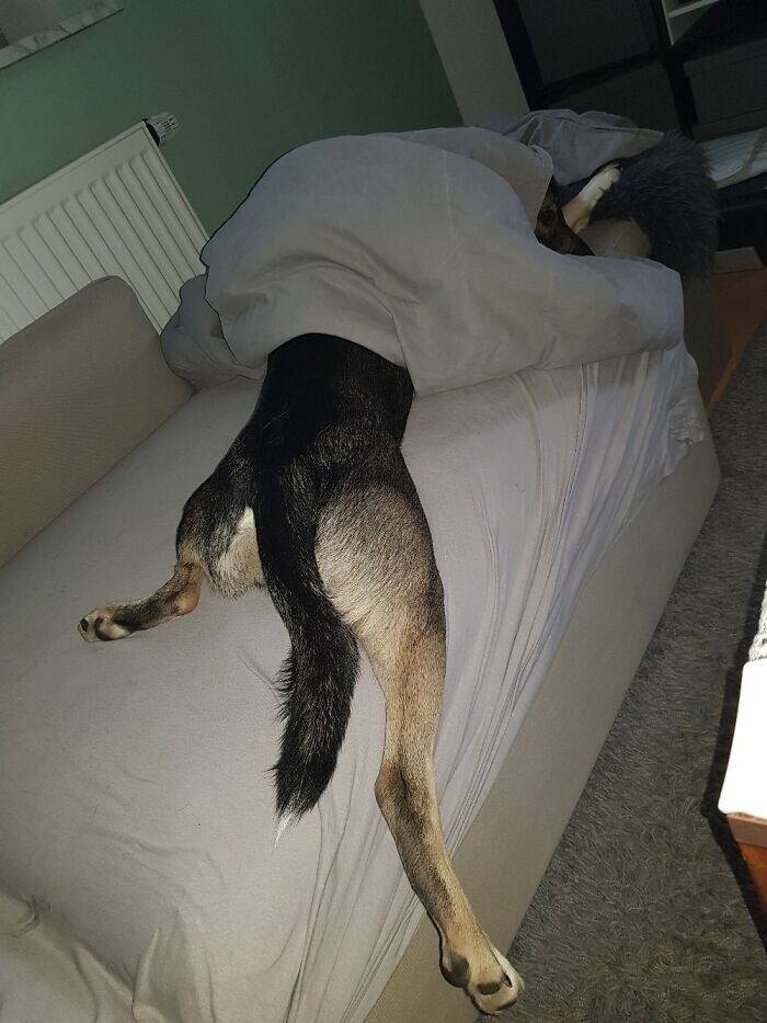 Funny Pets (23 pics)