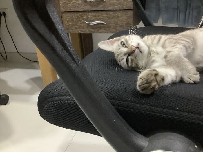 Funny Pets (23 pics)