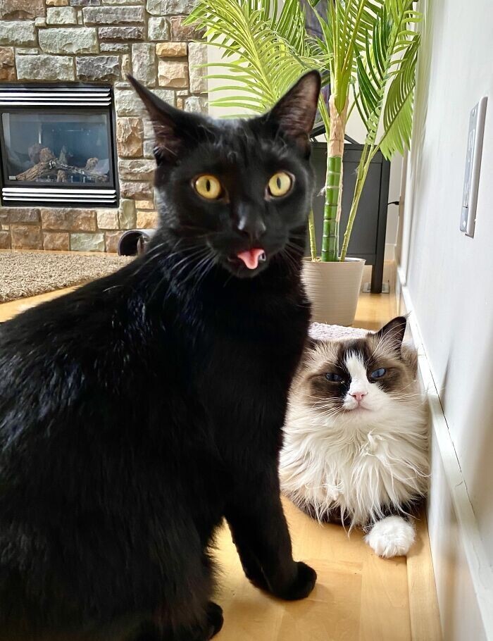 Funny Pets (23 pics)