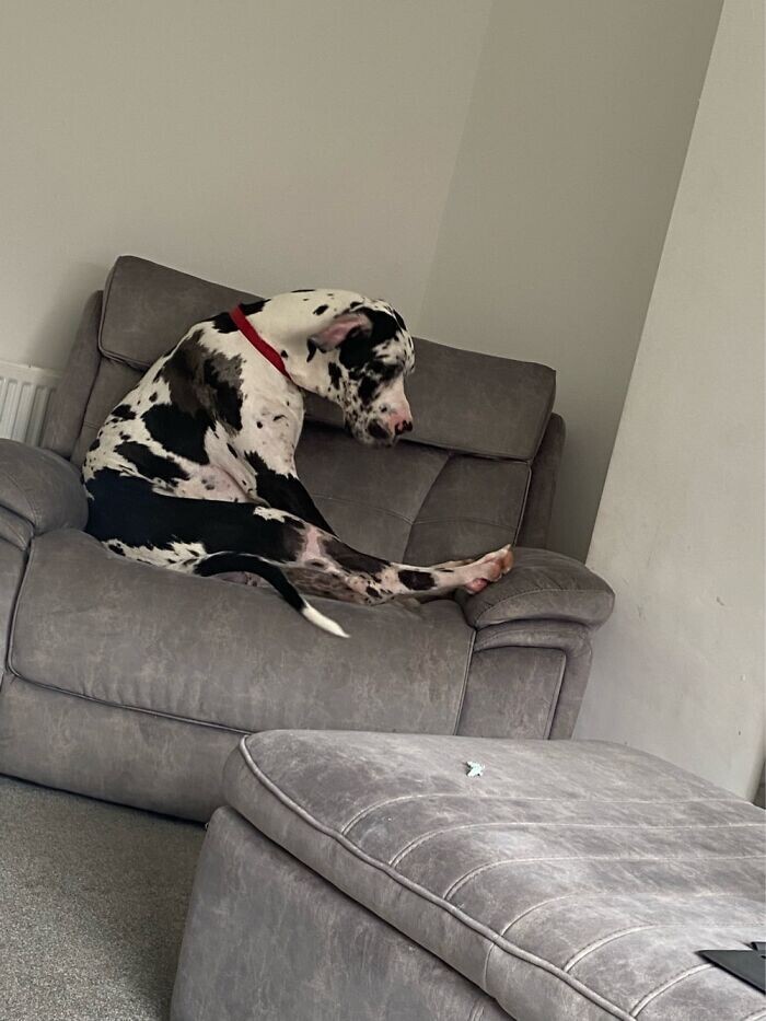 Funny Pets (23 pics)