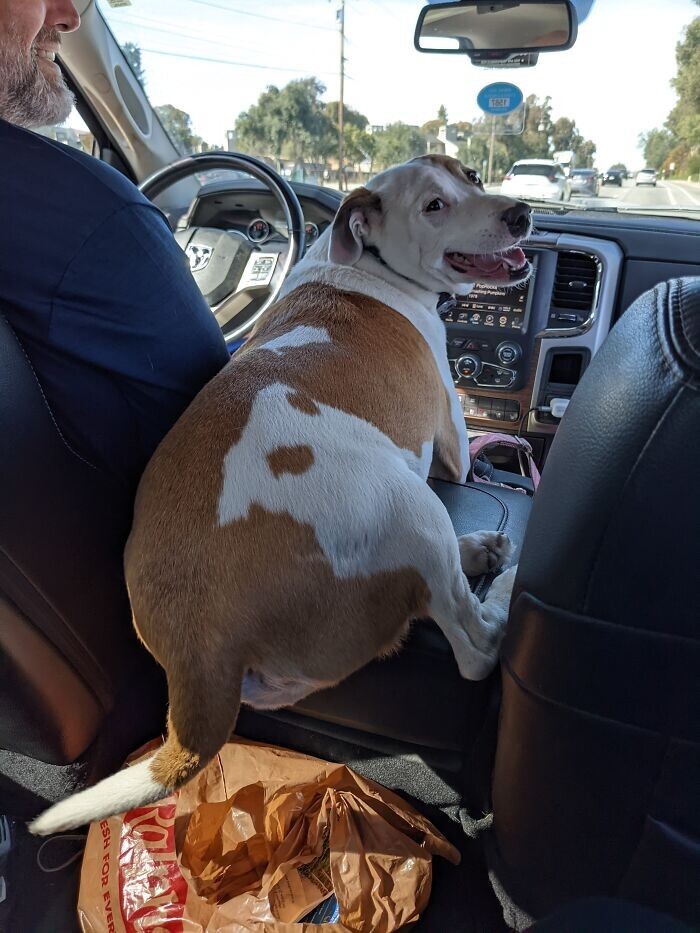 Funny Pets (23 pics)