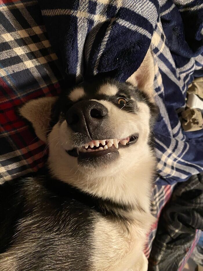 Funny Pets (23 pics)