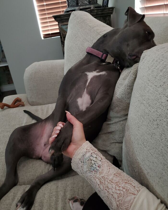 Funny Pets (23 pics)