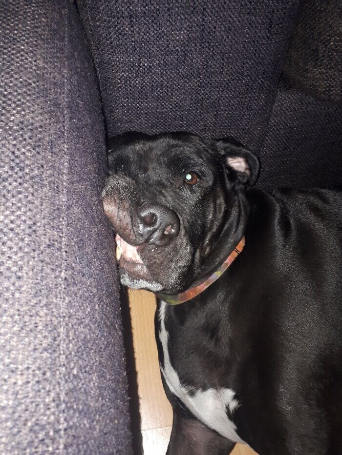 Funny Pets (23 pics)