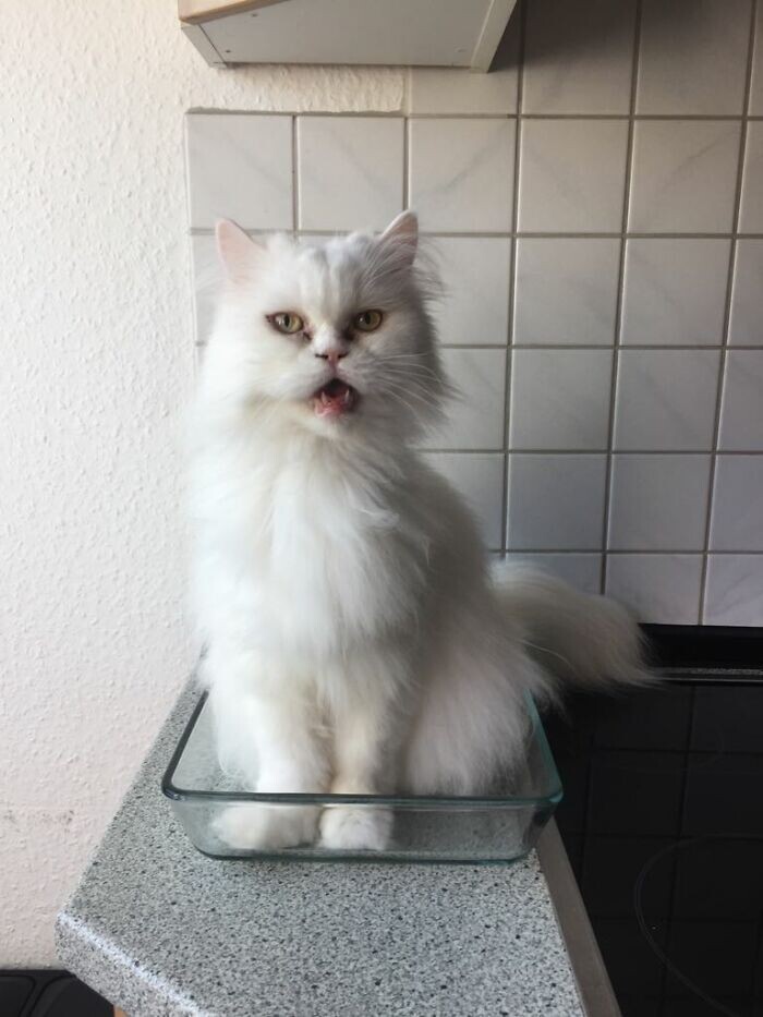 Funny Pets (23 pics)