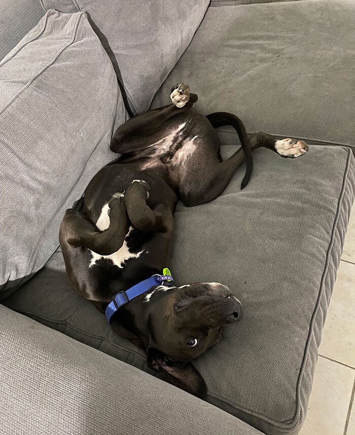 Funny Pets (23 pics)