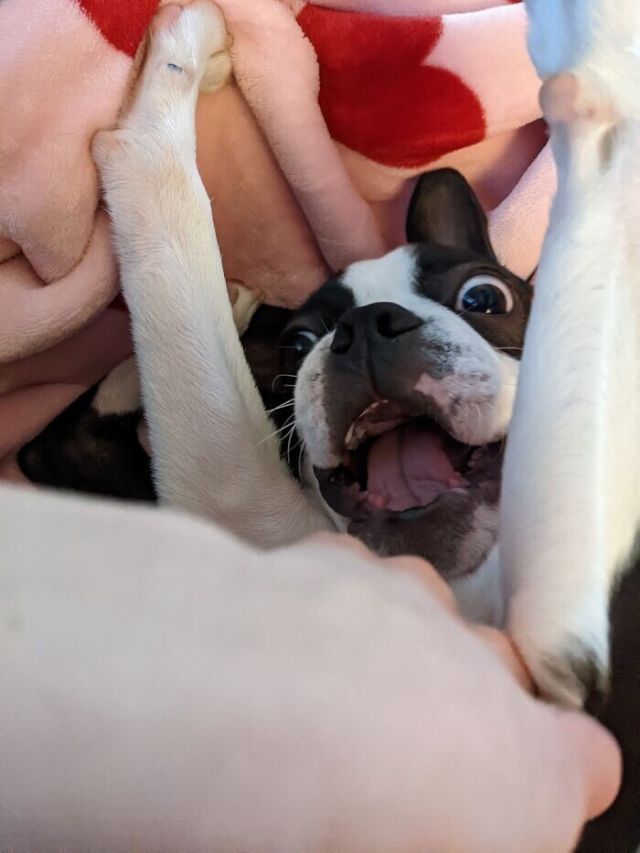 Funny Pets (23 pics)