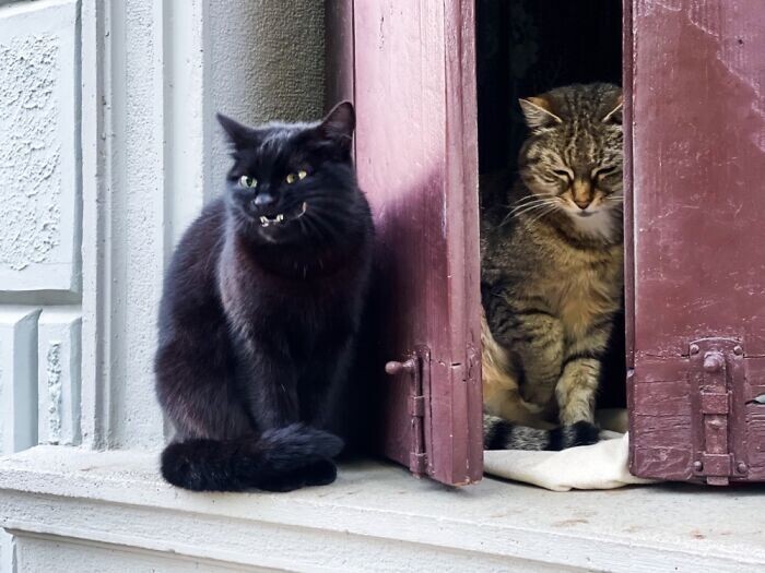 Funny Pets (23 pics)