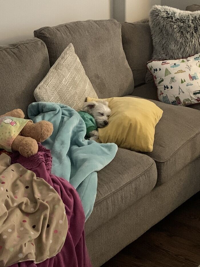 Funny Pets (23 pics)