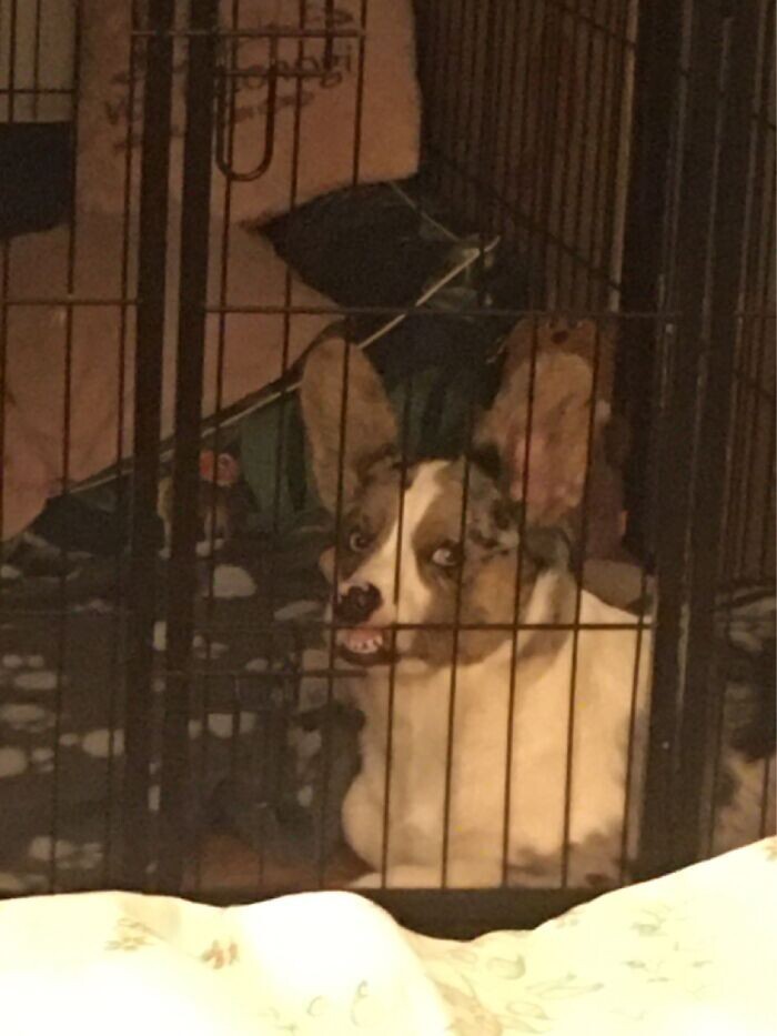 Funny Pets (23 pics)